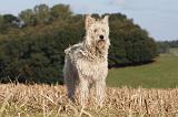 BOUVIER DES ARDENNES 260